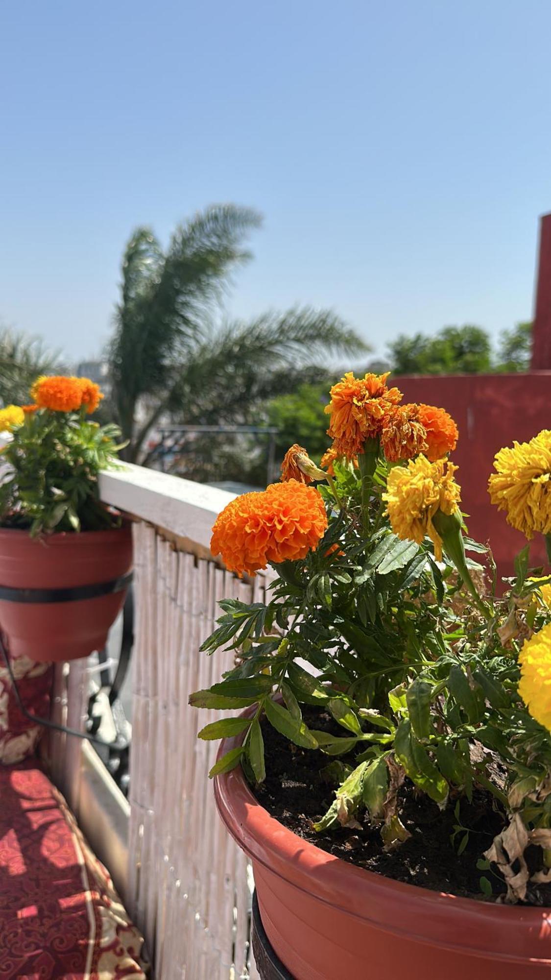 House With Sea View In Kasbah * Tanger